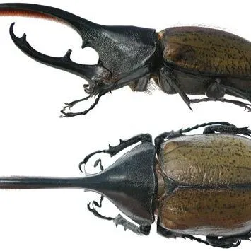 thumbnail for publication: Hercules Beetle Dynastes hercules (Linnaeus, 1758) (Insecta: Coleoptera: Scarabaeidae)